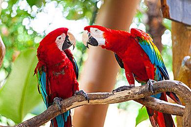 《龙珠Z：卡卡罗特》“悟空的下一个旅程”DLC实机演示 月底上线